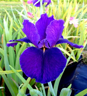Louisiana Iris - Great White Hope
